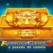 a puxada do camelo no jogo do bicho